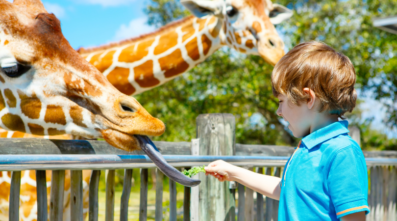 little boy feeding giraffe at the zoo