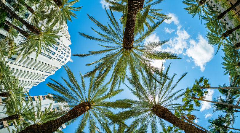 Looking up in Miami