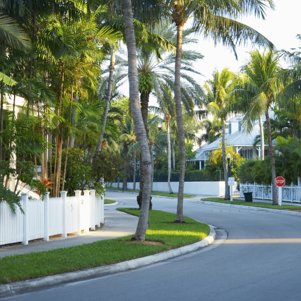 Palm lined neighborhood street in Miami.